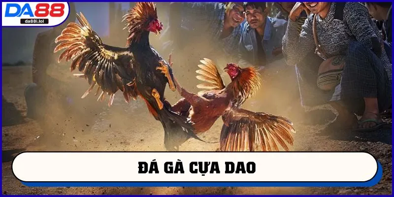 Đá gà cựa dao