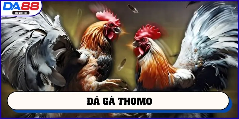 Đá gà Thomo
