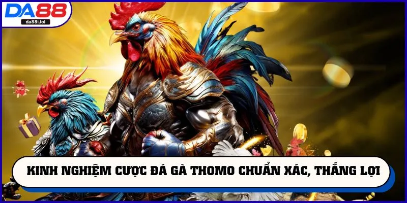 Kinh nghiệm cược đá gà Thomo chuẩn xác, thắng lợi