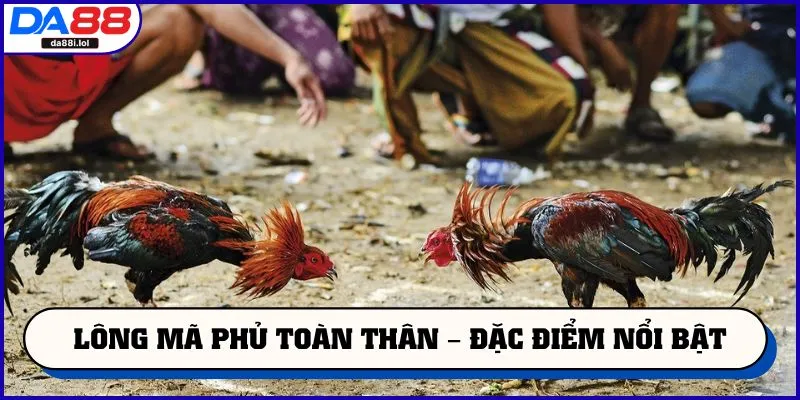 Lông mã phủ toàn thân – Đặc điểm nổi bật