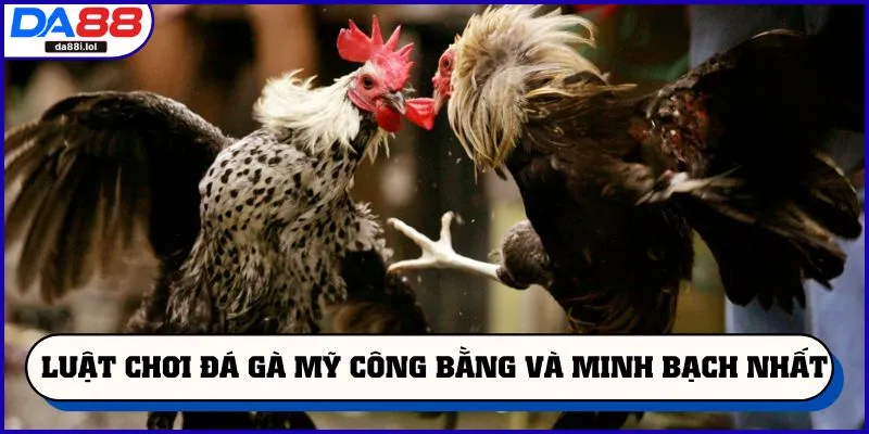 Luật chơi đá gà Mỹ công bằng và minh bạch nhất