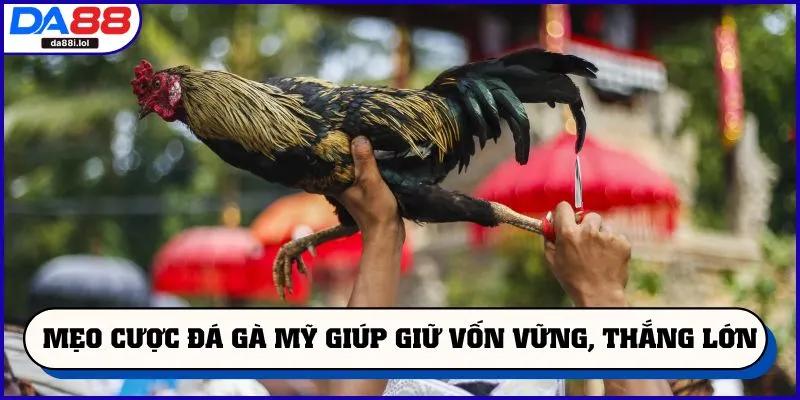 Mẹo cược đá gà Mỹ giúp giữ vốn vững, thắng lớn