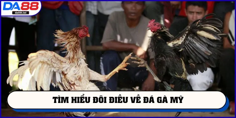 Tìm hiểu đôi điều về đá gà Mỹ