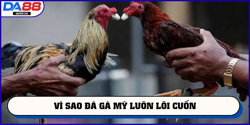 Vì sao đá gà Mỹ luôn lôi cuốn